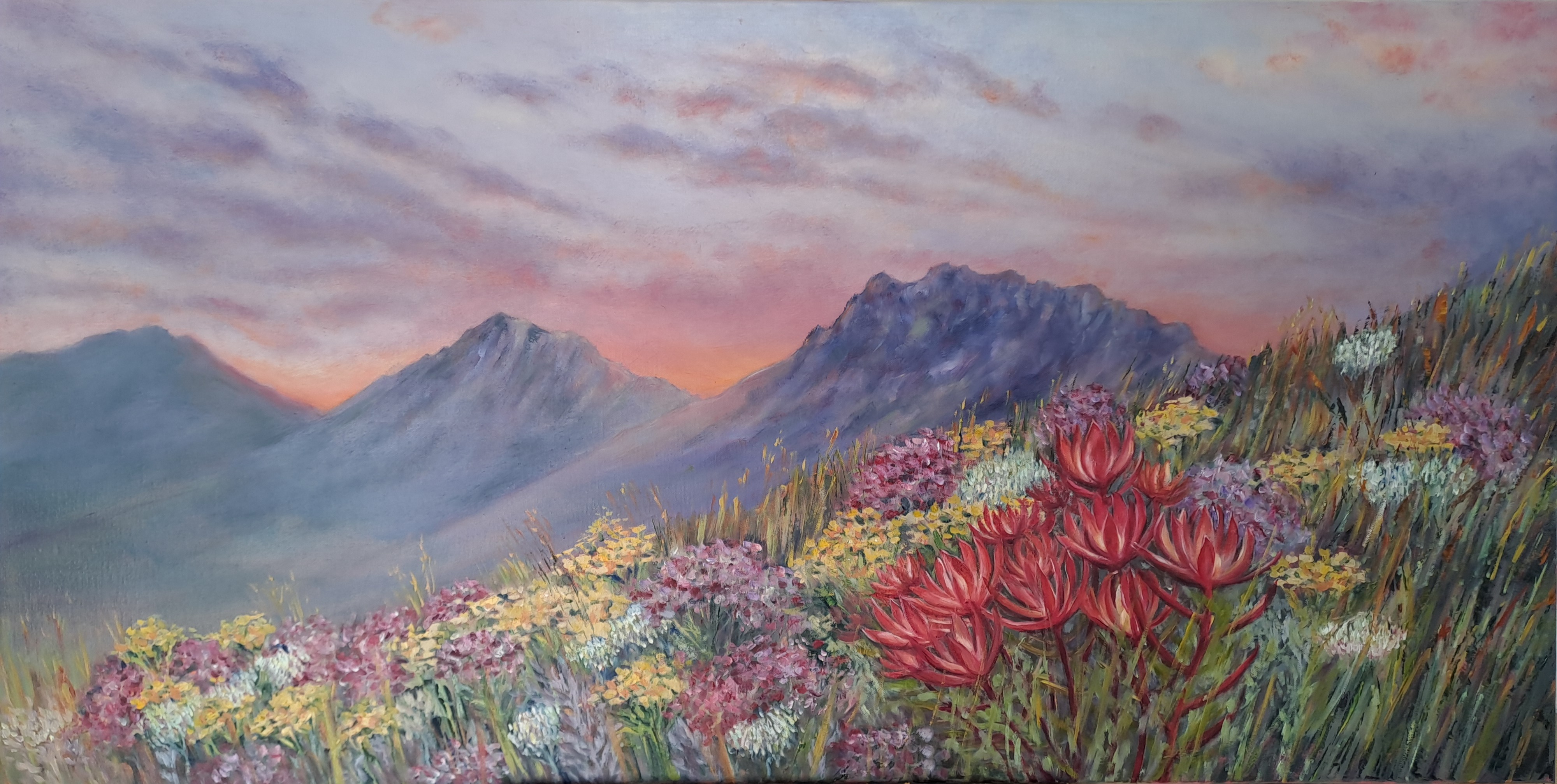 Fynbos at Sunset